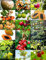 Árbol frutal mezcla de dulce árbol planta comestible de semilla aromática de frutas tropicales -15 semillas