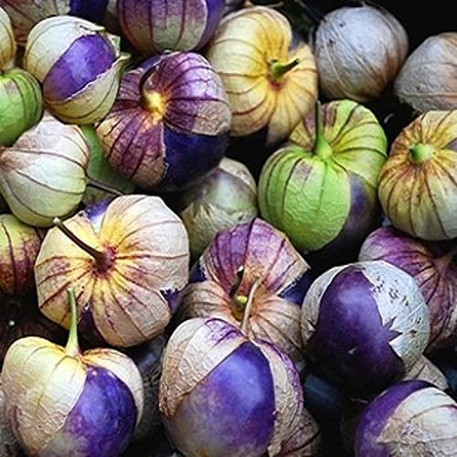 100 Graines de Tomatillo Pourpre- Physalis tomate jardin potager - semences paysannes