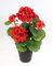 Künstliche Geranie im Topf 34cm LM Kunstblumen künstliche Pelargonium Blumen Pflanzen (Rot - 34cm)