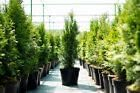 10st. Thuja Smaragd 80-90cm ohne Topf gemessen Heckenpflanzen Lebensbaum Immergrüne Heckenpflanze Winterhart