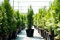 10st. Thuja Smaragd 80-90cm ohne Topf gemessen Heckenpflanzen Lebensbaum Immergrüne Heckenpflanze Winterhart