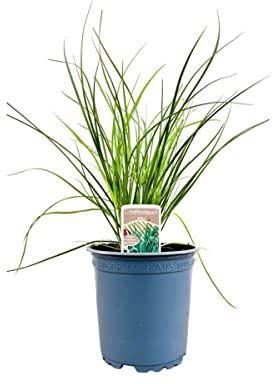 Schnittknoblauch Allium tuberosum 11x11 cm Topf winterhart mehrjährig | Aromatische Blätter, sonniger Standort, schnittverträglich, für Küche und Garten, bienenfreundlich