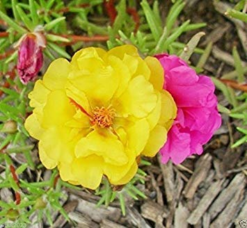 20 Seeds Lutz Green Leaf Beet Non-GMO, Heirloom Seeds New Seeds for 2017
