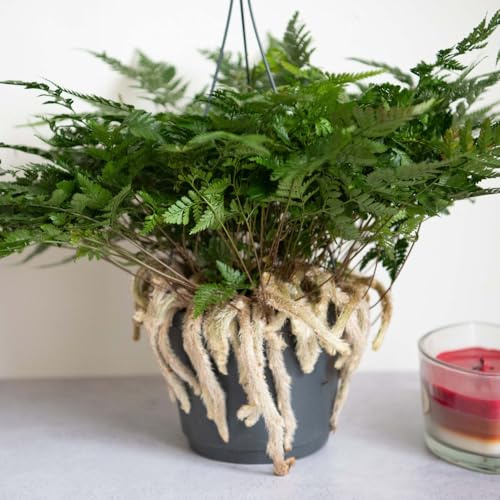 Humata tyermannii - White Rabbit's Foot Fern with Furry Silver Rhizomes, Ideal for Hanging Pots, 1X 17cm Pot by Thompson and Morgan