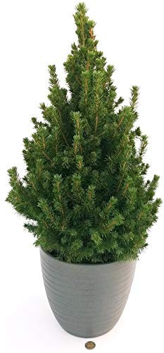 POWERS TO FLOWERS - PICEA GLAUCA CONICA IN VASO CERAMICA ANTRACITE A RIGHE, ALBERO DI NATALE, altezza 75cm, pianta vera