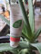 ButterFoxLR Aloe Vera Schutzende Propolis Creme (100ml)