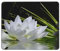 Lotus and Black Zen Stones Printed Gaming Mouse Pad, Waterproof Non-Slip Mousepad Square Mouse Mat with Stitched Edges for Gaming Office Laptop Computer Pc Men Women 7 X 8.6 in