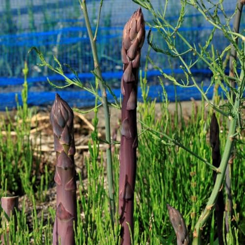 50 pcs wilder spargel samen - spargelsamen - bio gemüse, pflanzen samen (Asparagus officinalis) balkongewächshäuser, samen balkon gemüsesamen bio, balkon beet balkon gemüse samen,