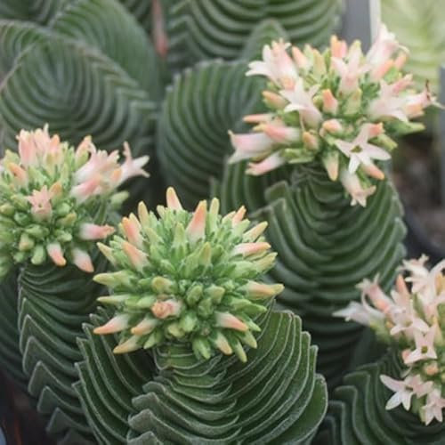 SUNNYPLANTS - Crassula Buddha's Temple pianta, piante, talee, piante grasse, semi, talee Crassula