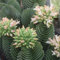 SUNNYPLANTS - Crassula Buddha's Temple pianta, piante, talee, piante grasse, semi, talee Crassula
