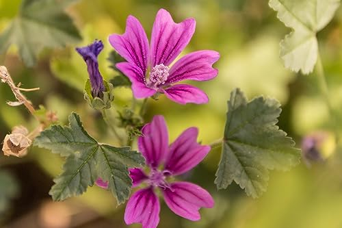 500 Echte Wilde Malve Samen Malva sylvestris Winterharte Wildblume Bienenweide