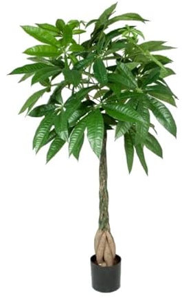Planta Natural de Tronco Trenzado Conocida como Pachira Aquática Tamaño XL 80cm