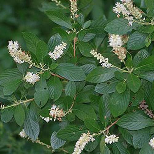Silberkerzenstrauch - Clethra Alnifolia - 50-60 cm Topf - Weiße Blüten, attraktiv für Vögel