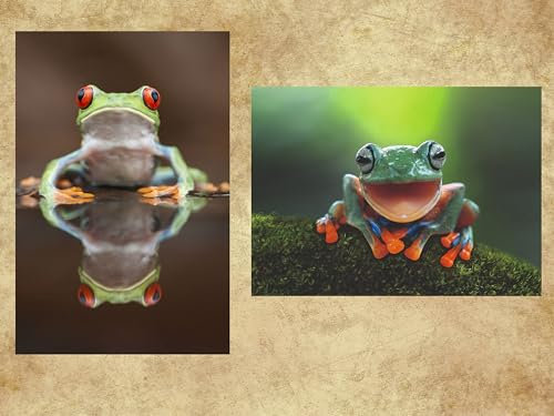 Edition Colibri LUSTIGE FRÖSCHE 2 Tierpostkarten/Ansichtskarten von einem Rotaugenfrosch und einem Baumfrosch (11108)