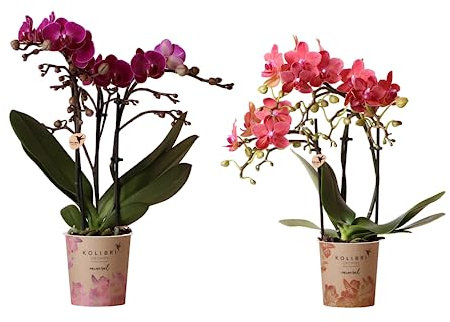 Kit de DOS Orquídeas Naturales Phalaenopsis - Plantas de Grandes Flores