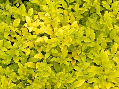 1 PIANTA DI LIGUSTRUM LEMON AND LIME IN VASO 18CM LIGUSTRO