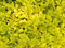 1 PIANTA DI LIGUSTRUM LEMON AND LIME IN VASO 18CM LIGUSTRO