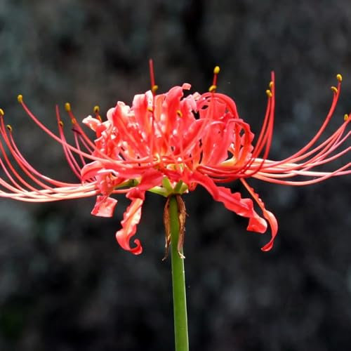 bulbi di giglio ragno - lycoris radiata fiori autunnali, primaverili rossa piantatrice da fiore, piante in vaso resistenti 6pcs