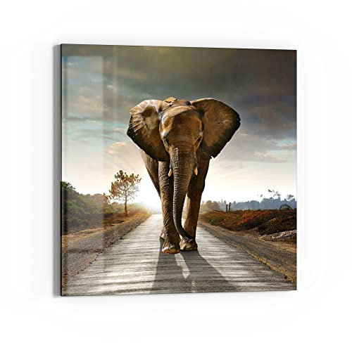 DEQORI Glas-Magnettafel | 50x50 cm groß | Motiv Elefant auf Asphalt | Memo-Board aus Glas | Magnetboard inkl. Magnete, Stift & Tuch für Küche & Büro | Tafel magnetisch & beschreibbar