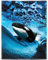 Zomer Kuscheldecke Flauschig Decke 150x200 cm Wohndecke Couchdecke Mikrofaser Sofaüberwurf Tagesdecke weiche warme Sofadecke mit Wal Ozean Motiv