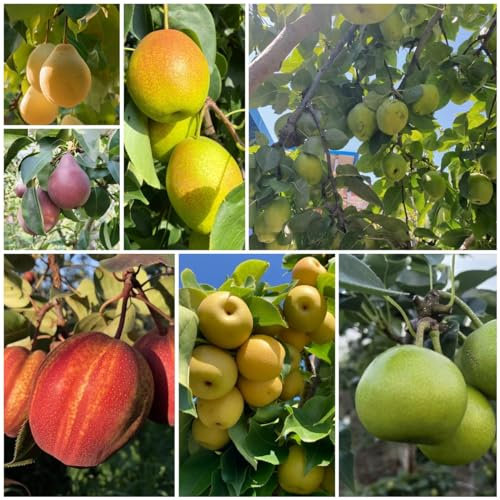 20 pcs birnenbaum kaufen samen, obstbaum, seed birnbaum - Pyrus Communis - garten pflanzen, hochbeet samen obst samen, indoor garden säulen obstbäume, garten geschenk samen obst, extrem