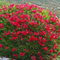 Semillas de flor de adelfa rosadas, 100 unidades
