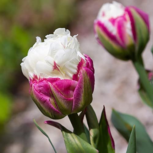 BRKENT Tulpenzwiebeln Winterhart Mehrjährig Blumenzwiebeln Exotische Pflanzen Balkonpflanzen Balkon Blumen Geschenk Tulpen Zwiebeln Frisch Winterharte Stauden Balkonblumen 4 Tulpen Zwiebel, Weiß