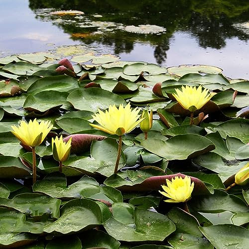 50 pcs lotus samen bonsai - wildblumensamen bienenwiese saatgut bodendecker winterhart mehrjährig samen, lotusblume samen bloom pflanzenkübel mini garten teichpflanzen winterhart