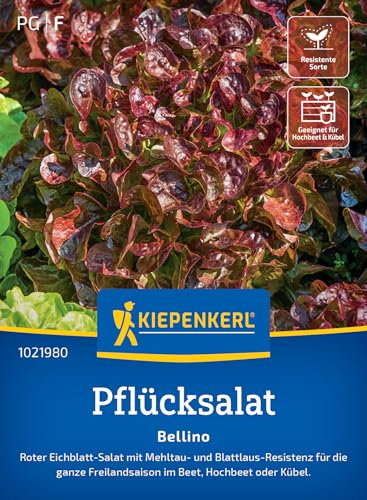 Kiepenkerl Pflücksalatsamen Bellino 1021980 – Roter zarter Eichblattsalat mit nussigem Geschmack, resistent gegen Mehltau & Blattläuse, Salat-Gemüsesamen