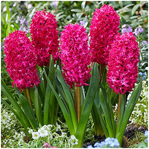Red Hyacinth 'Jan Bos' X 10 Spring Flowering Bulbs, by Growtanical®