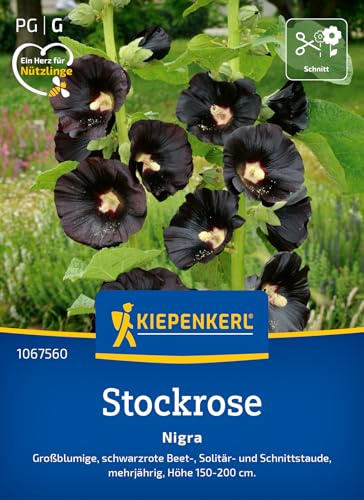 Kiepenkerl Stockrosensamen Nigra 1067560, Blumensaat | Mehrjährige, großblumige, Blumenwiese, Samen Anzucht, Höhe 150-200 cm, als Schnittblume