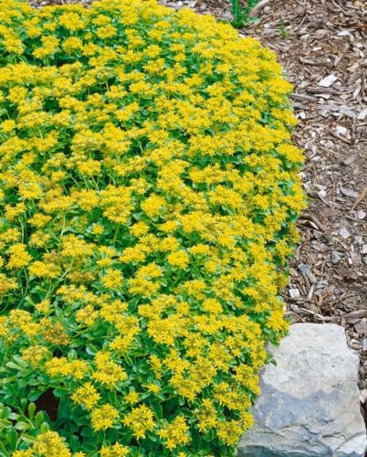 Sedum kamtschaticum var. ellacombianum ca. 9x9 cm Topf - Kamtschatka-Fetthenne, gelbe Blüten, Blütezeit Juni-August, ideal für Steingärten, trockenheitsresistent, pflegeleicht