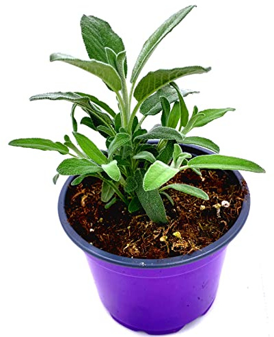 Marzipan Salbei Salvia officinalis ´Nazareth`