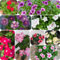 100 pcs Samen Bodendecker Winterhart Immergrün, stauden winterhart mehrjährig Immergrün Samen, gartenblumen bonsai samen winterharte kübelpflanzen balkon blumen garten geschenk bonsai