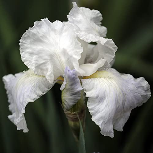 Schwertlilie Iris Pflanzen Winterhart Balkon Blumen Gartendeko FüR DraußEn Iris Blumenzwiebeln MehrjäHrig Winterhart Zierlauch Zwiebeln Gartenpflanzen Exotische Pflanzen Dekoblumen 4 Zwiebeln（Weiß）