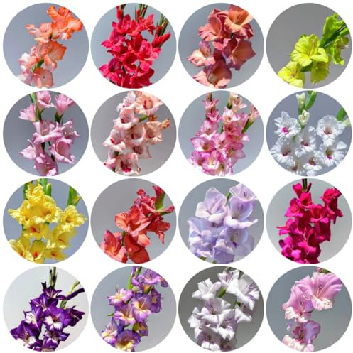 20 piezas bulbos de gladiolo resistentes, gladiolo, flores cortadas plantas decorativas plantas de jardín de rocas resistentes tubérculos de gladiolos decoración floral plantas de