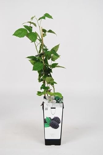 Pianta di mora Black Satin su vaso alto cm 12