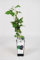 Pianta di mora Black Satin su vaso alto cm 12