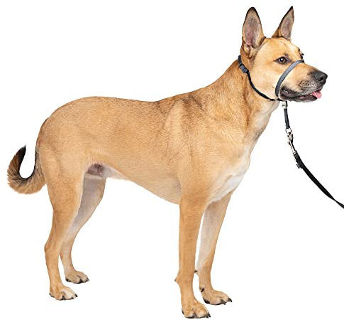 PetSafe Gentle Leader No-Pull Dog Headcollar - The Ultimate Solution to Pulling - Redirects Your Dog's Pulling for Easier Walks - Helps You Regain Control - Medium, Charcoal
