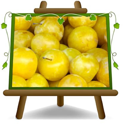 Pflaumen Son Gold - Obstpflanze auf Blumentopf 20 - Baum max 170 cm – 2 Jahre Anbau Italien