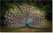 HTWLMM Leinwand Bilder Feder Pfau Nordisches Kunstdrucke Wandkunst Rahmenlos Leinwand Malerei Poster Foto Bild Druckbild Wohnzimmer Schlafzimmer Dekorationen (60X90CM)