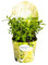 Hortensia Hydrangea paniculata Magical Candle Ø19 cm – 30-40 cm