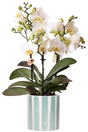 Weiße Phalaenopsis Orchidee Lausanne im Painted Stripe Ziertopf Türkis – Ø9cm – Multiflora Zimmerpflanze mit 2-3 Blütentrieben – Stilvoller Orchideentopf für Zuhause & Büro