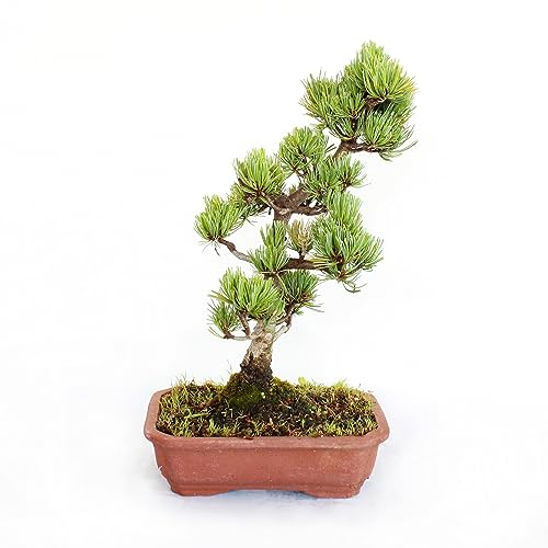 KENTIS - Bonsai Pinus Parviflora Pentaphylla - Plantes d'Extérieur - Fait au Japon - H 30-40 cm Pot Terre Cuite Ø 21 cm
