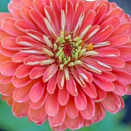 Zinnia Dahliaflowered 'Salamon Queen' 130 Seeds + freebie + Plant tag (Zinnia elegans)