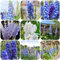 semi di delphinium Delphinium elatum fiori soggiorno estivi, selvatici giardino perenni interno piante vasi per bonsai 150pcs