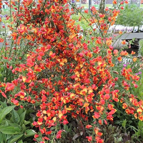 2 X Besen-Ginster Lena/Cytisus Lena - Kleinstrauch und Winterhart | Gelbrote Blüten - 2 Mehrjährige blühende Pflanzen | 2 x 1,5 Liter Topf