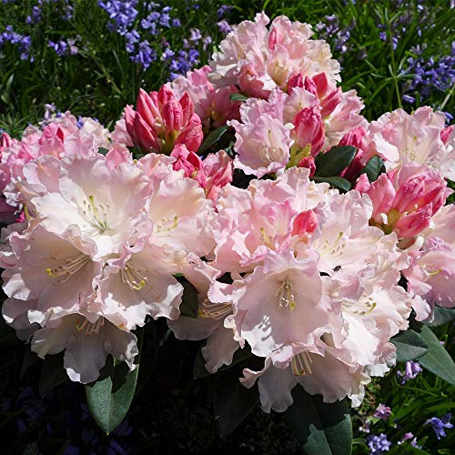 Thompson & Morgan Hardy Perennial Rhododendron ‘Dreamland’ Evergreen Flowering Dwarf Shrub, Potted Garden Plants Ideal for Cottage Gardens, Patio and Containers (1 x 3 Litre Pot)