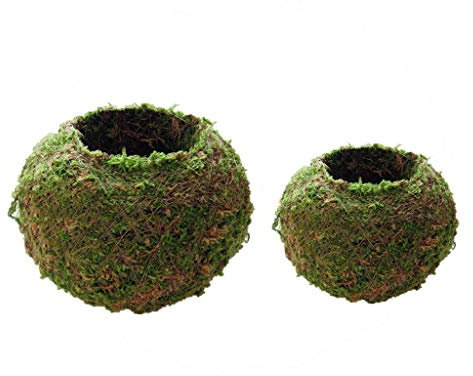 Tenlacum Mooskugel, 6 cm, 12 cm, Übertopf für Orchideen oder Pflanzen, Gartendekoration (2 Stück)