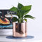 GXBCS Pot de Fleur Exterieur Pots de Plantes Pot de Jardin Pot de Fleur galvanoplastie doré Plante succulente Pot bonsaï en Pot Micro Paysage Pot Jardin planteur Ornements 929(Color:Rose Gold)